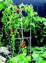 Medium Vege Tower with Cherry Tomatoes